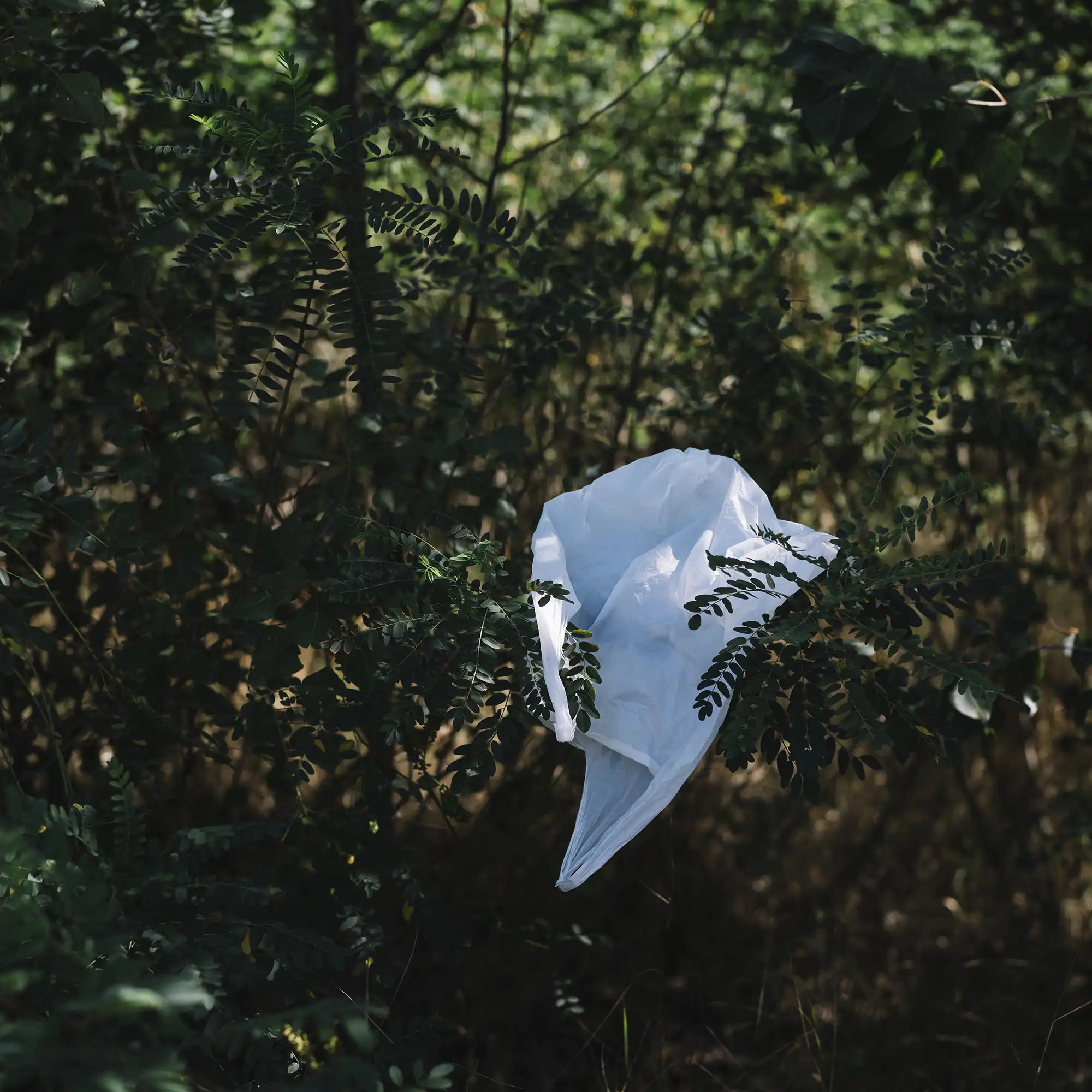 Weiße Plastiktüte hängt in einem Strauch im Wald