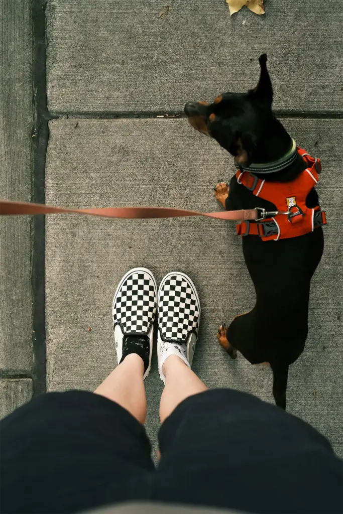 Hund_an_Leine_in_Stadt Hundekotbeutel Pflicht 2025 - Biologisch abbaubare Doggl Kotbeutel aus Maisstärke mit humorvollem Design erfüllen alle gesetzlichen Anforderungen